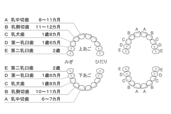 歯の名前は大人と子供で違う？意外と知らない歯の名称のお話